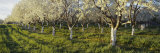 Cherry Trees in an Orchard, Leelanau Peninsula, Michigan, USA Photographic Print by Panoramic Images 