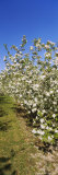 Apple Orchard in Bloom, Peshastin, Chelan County, Washington, USA Photographic Print by Panoramic Images 