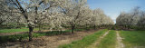 Dirt Road Passing Through a Cherry Orchard, Leelanau Peninsula, Michigan, USA Photographic Print by Panoramic Images 