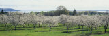 Cherry Trees in an Orchard, Mission Peninsula, Traverse City, Michigan, USA Reprodukcja zdjęcia autor Panoramic Images