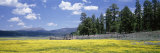 Wildflowers in a Field, Fremont National Forest, Lakeview, Oregon, USA Photographie par Panoramic Images 