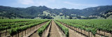 Rows of Vine in a Vineyard, Hopland, California, USA Photographic Print by Panoramic Images 