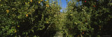 Apple Orchard, Wenatchee, Chelan County, Washington, USA Photographic Print by Panoramic Images 