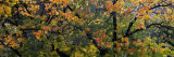 Fruit Orchard Trees, Capitol Reef National Park, Ut, USA Photographic Print by Panoramic Images 