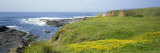 Wildflowers on a Cliff Near an Ocean, Marin Headlands, Westport, California, USA Lámina fotográfica por Panoramic Images Wildflowers on a Cliff Near an Ocean, Marin Headlands, Westport, California, USA Lámina fotográfica por Panoramic Images