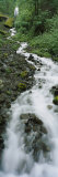 Stream Flowing Through a Forest, Wahkeena Waterfall, Columbia River Gorge, Oregon, USA Lámina fotográfica por Panoramic Images Stream Flowing Through a Forest, Wahkeena Waterfall, Columbia River Gorge, Oregon, USA Lámina fotográfica por Panoramic Images