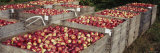 Heap of Apples in Wooden Crates, Grand Rapids, Kent County, Michigan, USA Photographie par Panoramic Images 