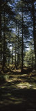 Trees in a Forest, Chail, Shimla, Himachal Pradesh, India Photographic Print by Panoramic Images Trees in a Forest, Chail, Shimla, Himachal Pradesh, India Photographic Print by Panoramic Images