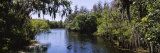 Hillsborough River in a Forest, Lettuce Lake Park, Tampa, Hillsborough County, Florida, USA Lámina fotográfica por Panoramic Images Hillsborough River in a Forest, Lettuce Lake Park, Tampa, Hillsborough County, Florida, USA Lámina fotográfica por Panoramic Images