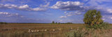 Trees in Big Cypress Swamp National Preserve, Florida, USA Photographic Print by Panoramic Images 