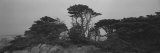 Trees on the Edge of a Cliff, Point Lobos State Reserve, California, USA Photographic Print by Panoramic Images 