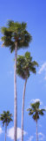 Palm Trees in Florida, USA Lámina fotográfica por Panoramic Images Palm Trees in Florida, USA Lámina fotográfica por Panoramic Images