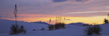 Silhouette of Soaptree Yuccas in Desert, White Sands National Monument, New Mexico, USA+B663 Lámina fotográfica por Panoramic Images