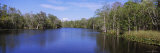 Lower Suwannee National Wildlife Refuge, Suwannee River, Florida, USA Lámina fotográfica por Panoramic Images Lower Suwannee National Wildlife Refuge, Suwannee River, Florida, USA Lámina fotográfica por Panoramic Images