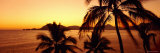 Silhouette of Palm Trees at Dusk, Manzanillo, Mexico Reprodukcja zdjęcia autor Panoramic Images Silhouette of Palm Trees at Dusk, Manzanillo, Mexico Reprodukcja zdjęcia autor Panoramic Images