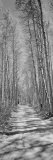 Trees Along a Road, Log Cabin Gold Mine, Eastern Sierra, Californian Sierra Nevada, California, USA Photographic Print by Panoramic Images 