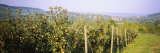 Apple Orchard, Weinsberg, Heilbronn, Stuttgart, Baden-Wurttemberg, Germany Photographic Print by Panoramic Images 