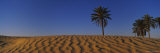 Palm Trees on a Hill, Douz, Tunisia Fotografie-Druck von Panoramic Images 