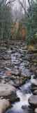 Water Flowing in the Forest, Adirondack Mountains, New York, USA Photographic Print by Panoramic Images 