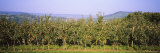 Apple Orchard, Weinsberg, Heilbronn, Stuttgart, Baden-Wurttemberg, Germany Photographic Print by Panoramic Images 