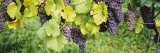 Grapes Hanging on Plants in a Vineyard, Vaihingen an Der Enz, Baden-Wurttemberg, Germany Photographie par Panoramic Images 