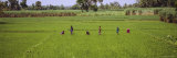 Women Working in a Rice Field, Mysore, Karnataka, India Photographic Print by Panoramic Images 