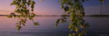 Close-Up of Leaves of a Birch Tree, Joutseno, Southern Finland, South Karelia, Finland Photographie par Panoramic Images 