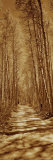 Trees Along a Road, Log Cabin Gold Mine, Eastern Sierra, Californian Sierra Nevada, California, USA Photographic Print by Panoramic Images 