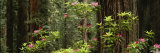Redwood Trees with Pink Flowers in a Forest, Redwood National Park, California, USA Photographic Print by Panoramic Images 