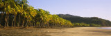 Palm Trees on the Beach, Carrillo Beach, Nicoya Peninsula, Guanacaste Province, Costa Rica Photographic Print by Panoramic Images 
