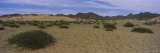 Bushes in a Desert, Karakorum, Independent Mongolia Lámina fotográfica por Panoramic Images