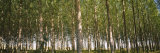 Trees in a Forest, Washington, USA Photographic Print by Panoramic Images Trees in a Forest, Washington, USA Photographic Print by Panoramic Images