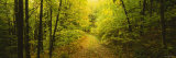 Dirt Road Passing Through a Forest, Vermont, USA Photographic Print by Panoramic Images 
