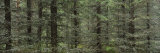 Trees in a Forest, Spruce Forest, Joutseno, Finland Photographic Print by Panoramic Images 
