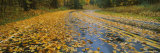 Leaves Covered Road Passing Through a Forest, Near Traverse City, Michigan, USA Photographic Print by Panoramic Images 