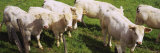 Herd of Cows Standing in a Field, Charolais, Burgundy, France Lámina fotográfica por Panoramic Images Herd of Cows Standing in a Field, Charolais, Burgundy, France Lámina fotográfica por Panoramic Images