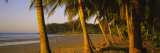 Palm Trees on the Beach, Samara Beach, Guanacaste Province, Costa Rica Photographie par Panoramic Images 