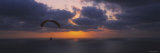 Silhouette of a Person Paragliding over the Sea, Blacks Beach, San Diego, California, USA Lámina fotográfica por Panoramic Images
