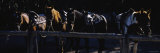Five Horses Standing in a Row, US Glacier National Park, Montana, USA Reprodukcja zdjęcia autor Panoramic Images Five Horses Standing in a Row, US Glacier National Park, Montana, USA Reprodukcja zdjęcia autor Panoramic Images