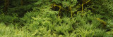 Plants and Trees in a Forest, Olympic National Park, Washington, USA Photographie par Panoramic Images 