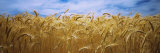 Wheat Crop Growing in Palouse Country, Washington, USA Impressão fotográfica por Panoramic Images
