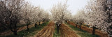 Almond Trees in an Orchard, Syria Photographic Print by Panoramic Images 