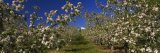 Apple Orchard in Bloom, Peshastin, Chelan County, Washington, USA Photographic Print by Panoramic Images 
