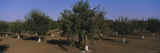 Trees in an Orchard, Gilroy, California, USA Photographic Print by Panoramic Images 