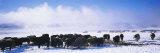 Herd of Yaks on a Polar Landscape, Uvurkhangai Aimag, Independent Mongolia Reprodukcja zdjęcia autor Panoramic Images Herd of Yaks on a Polar Landscape, Uvurkhangai Aimag, Independent Mongolia Reprodukcja zdjęcia autor Panoramic Images