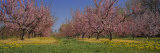Cherry Trees in an Orchard, South Haven, Michigan, USA Lámina fotográfica por Panoramic Images