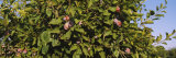 Close-Up of a Treetop in an Orchard, Gilroy, California, USA Photographic Print by Panoramic Images 