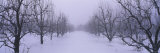 Fog over a Snow Covered Pear Orchard, Upper Hood River Valley, Hood River County, Oregon, USA Photographic Print by Panoramic Images 