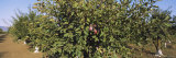 Close-Up of a Plum Tree in an Orchard, Gilroy, California, USA Photographic Print by Panoramic Images 