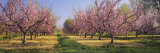 Cherry Trees in an Orchard, South Haven, Michigan, USA Photographic Print by Panoramic Images 